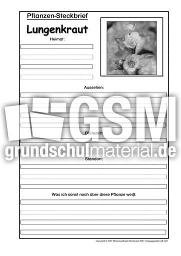 Pflanzensteckbrief-Lungenkraut-SW.pdf